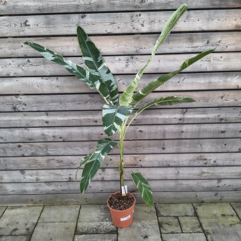 Musa acuminata  (Banánovník) ‘FLORIDA VARIEGATA’ - kont. C10L , výška 170-180cm